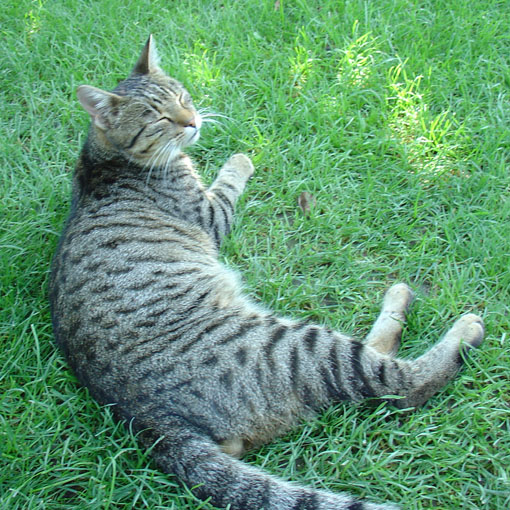 macky_foto_tiger.jpg
