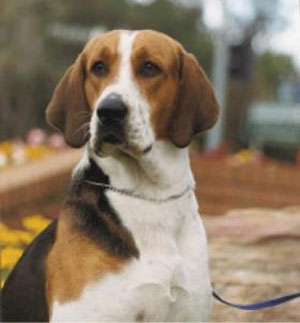 foxhound.jpg