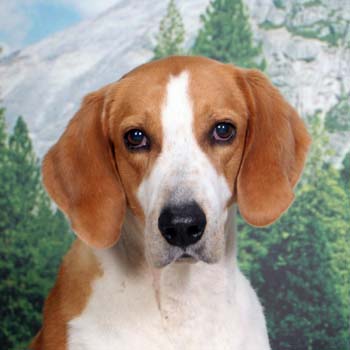Foxhound2.jpg