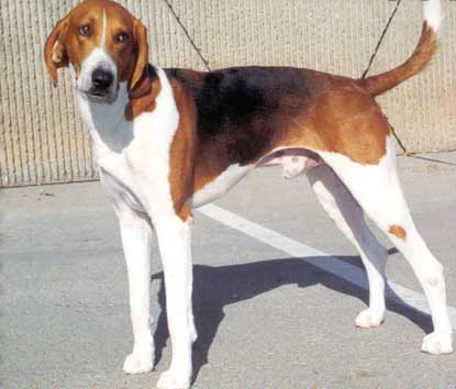 foxhound3.jpg