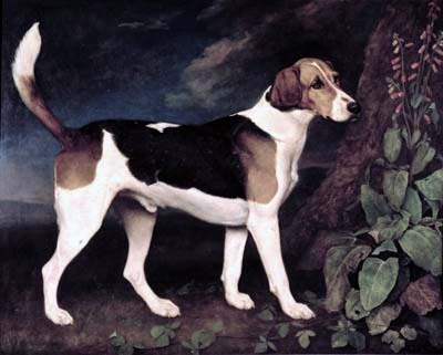ringwood_a_brocklesby_foxhound-400.jpg