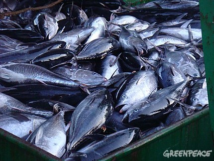 juvenile-bluefin-tuna-below-th.jpeg