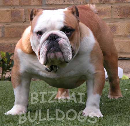 English-Bulldog.jpg