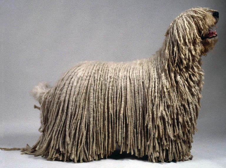 komondor.jpg