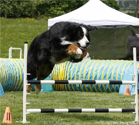 BuntzenAgility.jpg