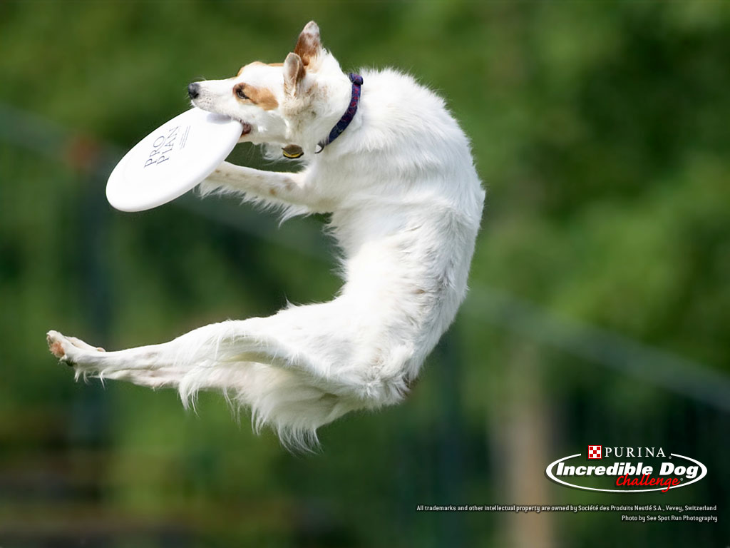 dog frisbee 1.jpg