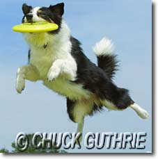 dog frisbee 2.jpg