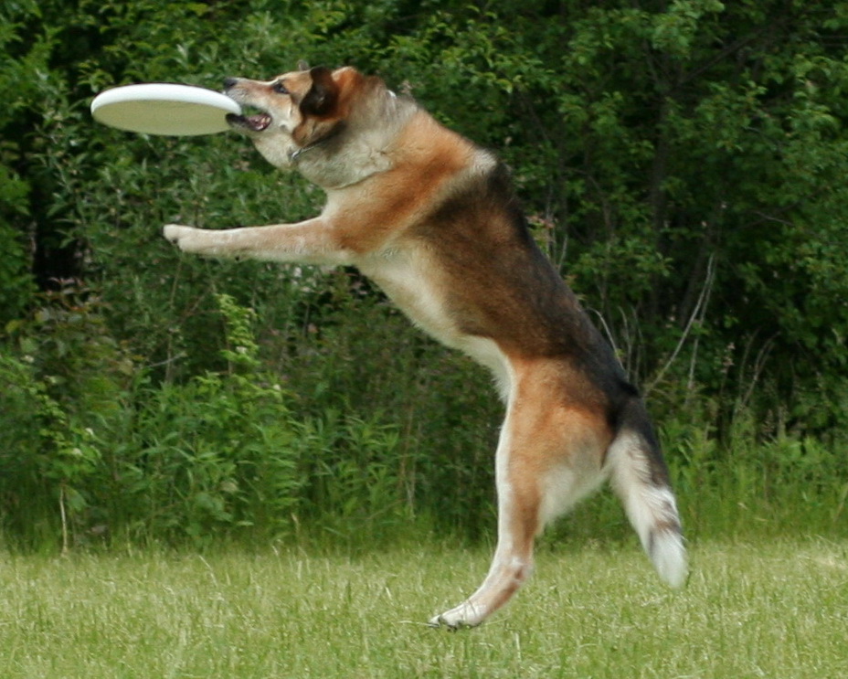 dog frisbee 3.jpg