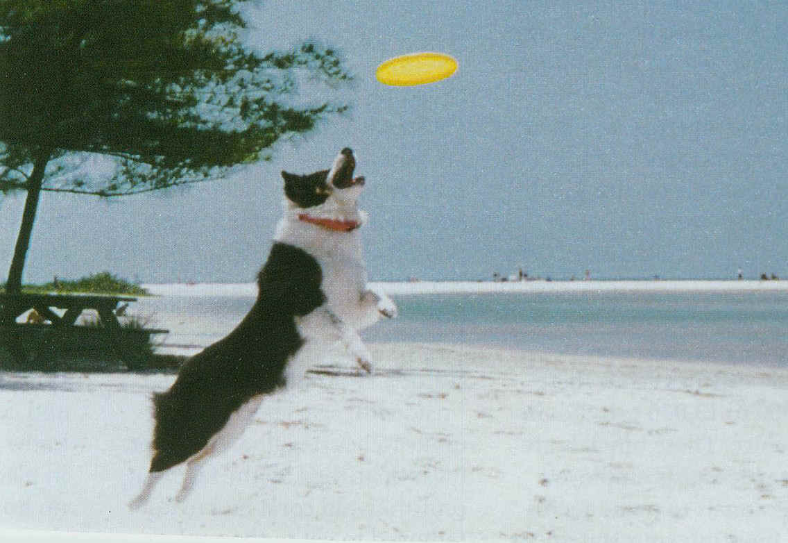 dog frisbee 4.jpg