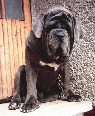 cane corso.jpg