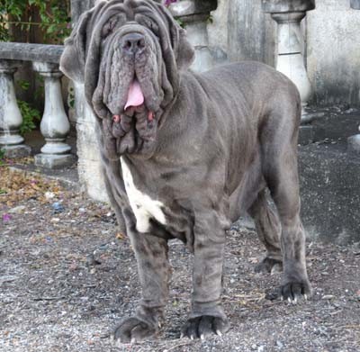 cane corso1.JPG