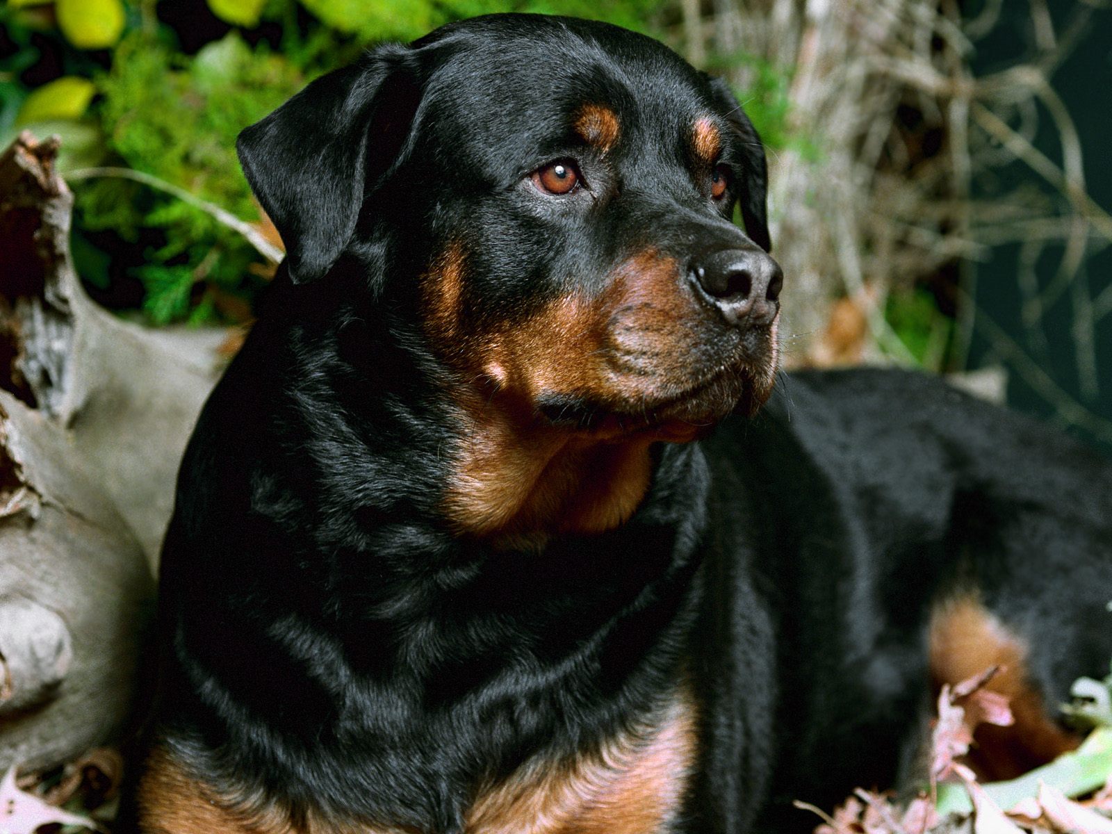 rottweiler.jpg