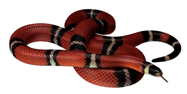 red snake austral.jpg