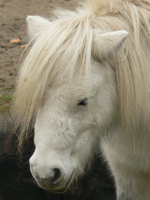 069_Shetlandsky_pony.JPG