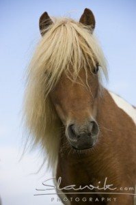 hřebeček shetlandský pony.jpg