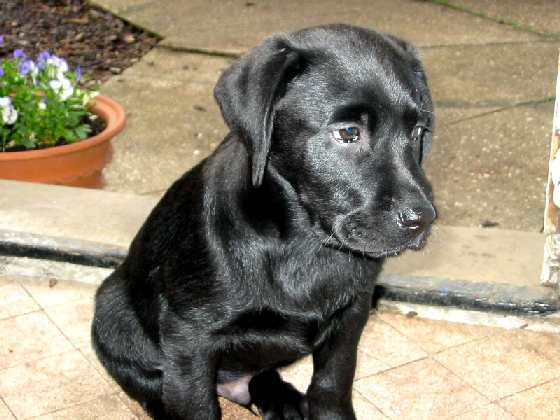 Black_Labrador_Puppy.jpg