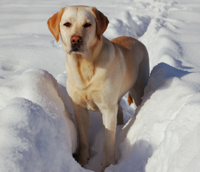 LabradorRetriever.jpg