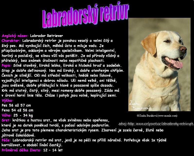 Labradorsky_retrivr.JPG