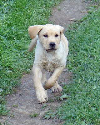 Yellow-Labrador-Retriever.jpg