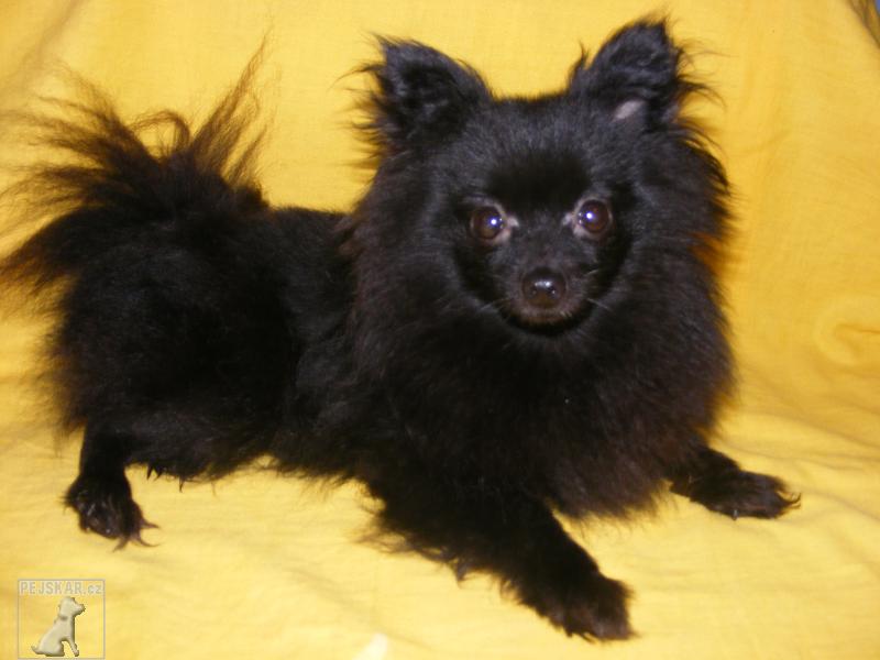 415-0-nemecky-spic-trpaslici-pomeranian.jpg