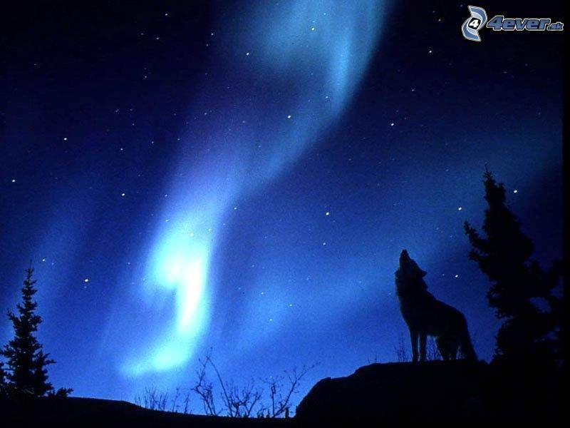 [obrazky.4ever.sk] vlk,polarna noc  7946107.jpg