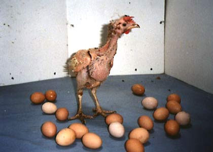 chicken20.jpg