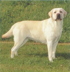 labrador_retriever.JPG