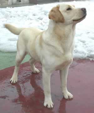 labrador_retrieverjjj.jpg