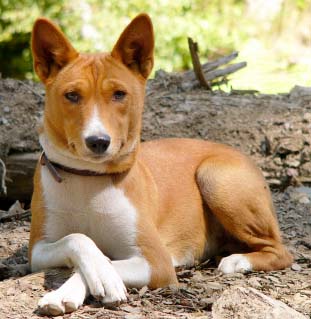 basenji.jpg