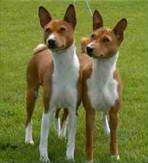 Basenji2.jpg