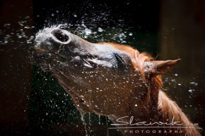 Araber_Monsoon909270.JPG