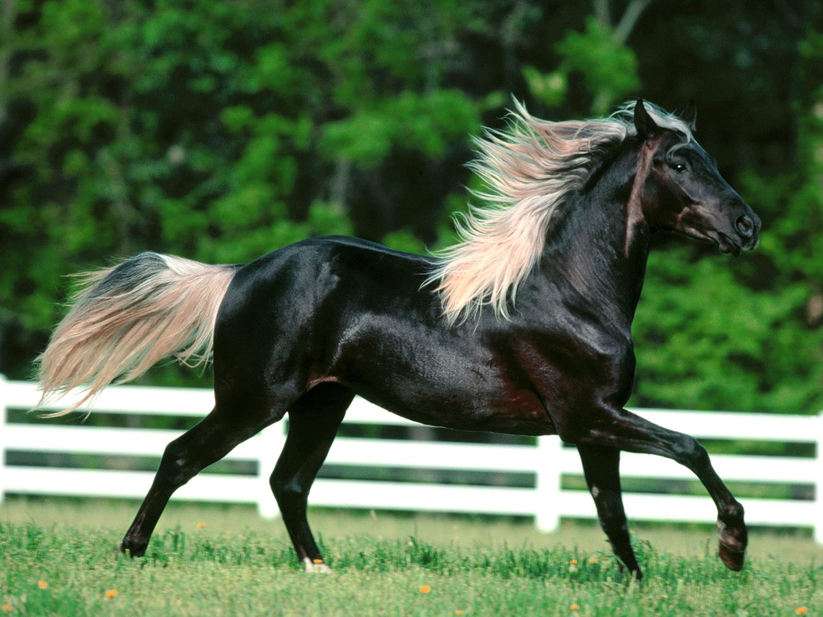 Joe Banjo, Rocky Mountain Horse.jpg