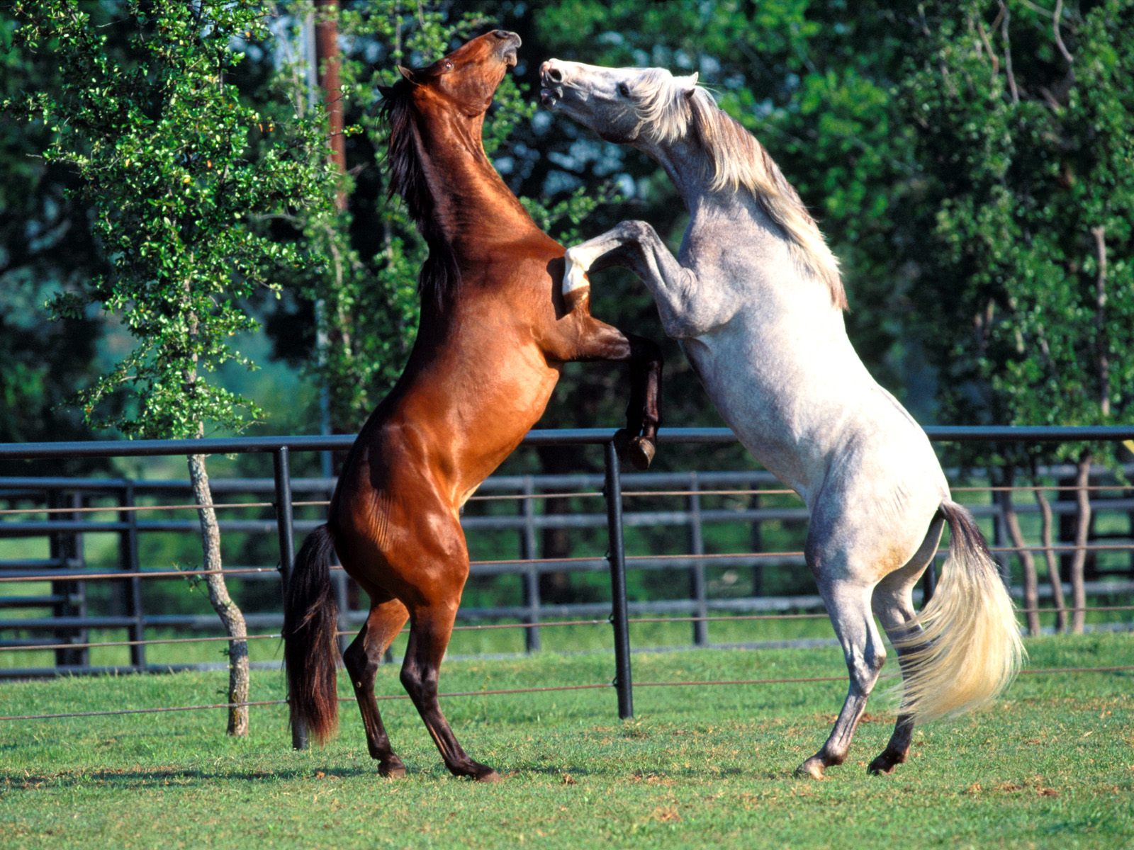 Andalusians.jpg