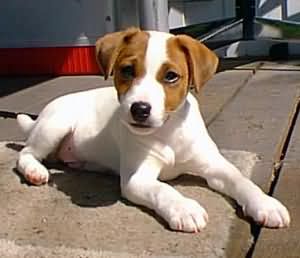 jackrussel.jpg