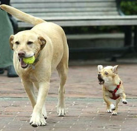 dog_ball_two.jpg