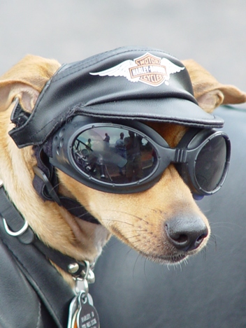 funny-dog-picture-biker.jpg